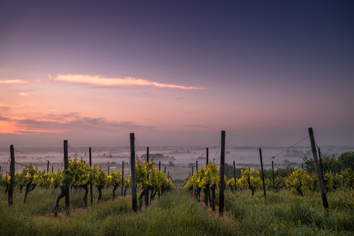 Cape House sustainable vineyard practices